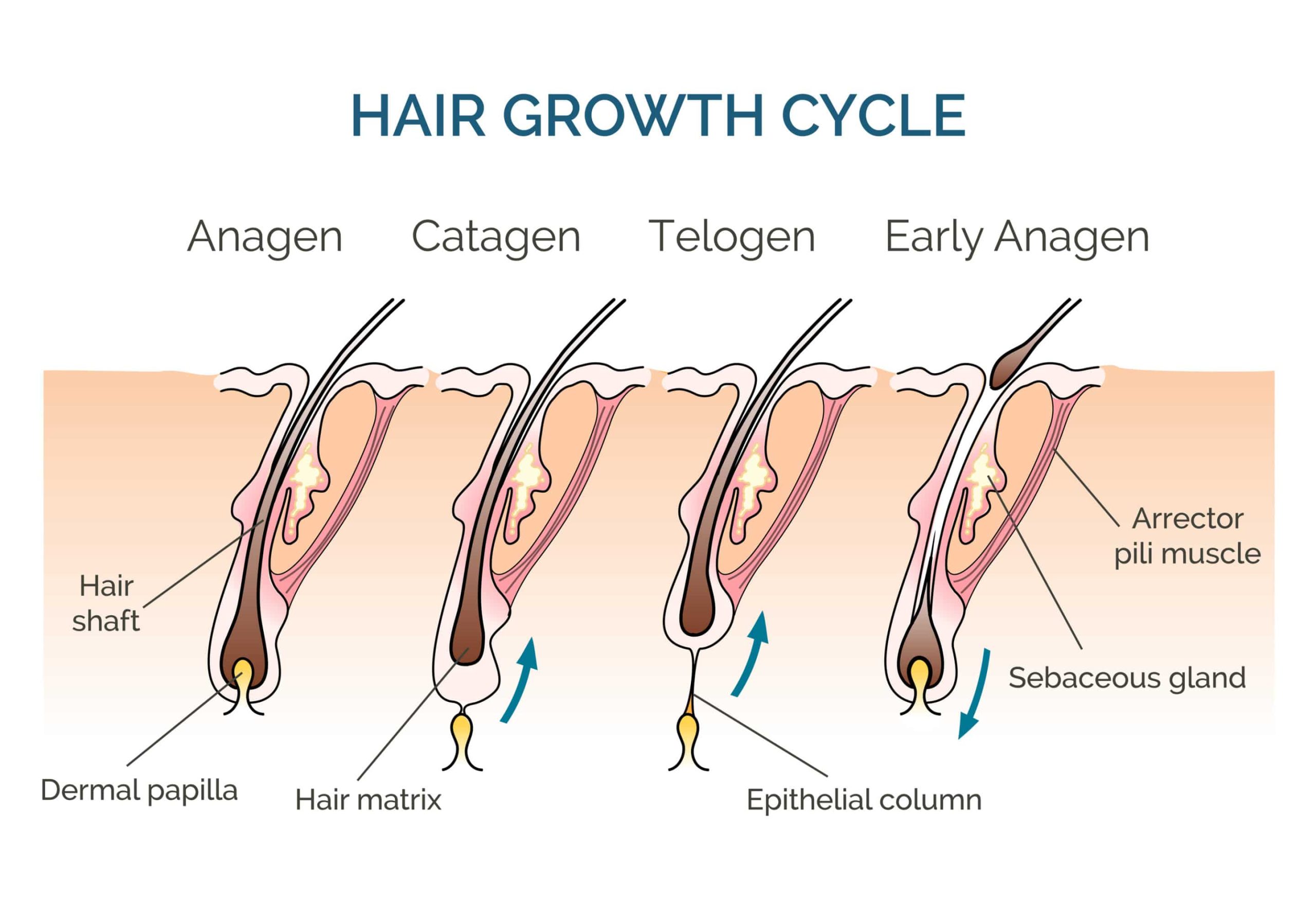 a graphic showing the cycle of hair growth relating to hair loss and weight loss